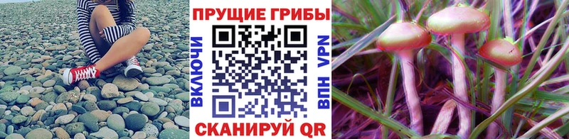 Псилоцибиновые грибы Magic Shrooms  hydra   Черняховск 